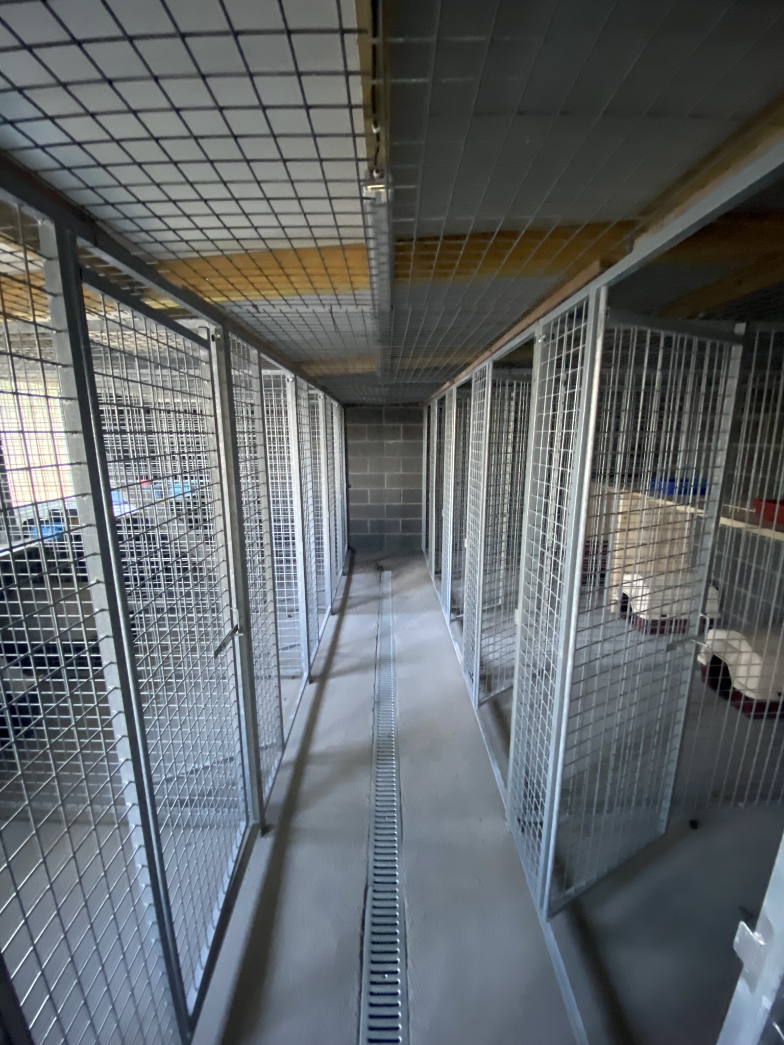 Chiens dans la pension